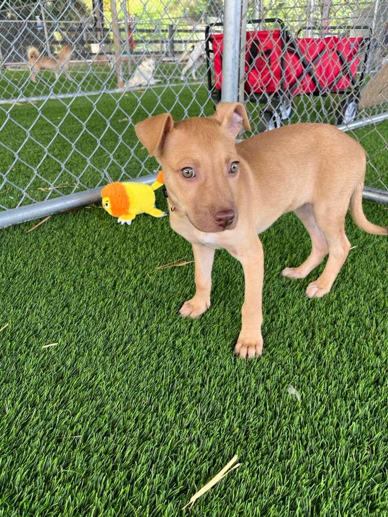 Leia, an adopted Mixed Breed in Morristown, NJ image 2/4