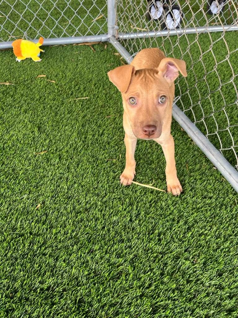 Leia, an adopted Mixed Breed in Morristown, NJ image 3/4