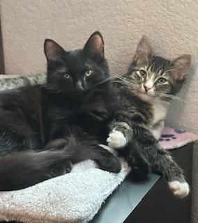 Enlarge Jaymes, a Adoptable mixed breed in El Dorado Hills, CA image 1/3