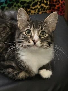 Enlarge Jaymes, a Adoptable mixed breed in El Dorado Hills, CA image 2/3