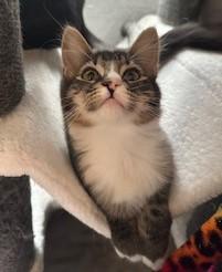 Jaymes, Adoptable, Kitten Male Domestic Medium Hair & Domestic Short Hair.