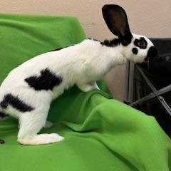 Calloway, a Adopted Checkered Giant in Haltom City, TX image 2/5