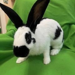 Calloway, a Adopted Checkered Giant in Haltom City, TX image 4/5