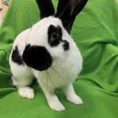 Calloway, a Adopted Checkered Giant in Haltom City, TX image 5/5