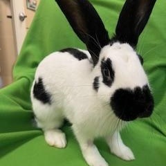 Calloway, Adopted, Young Male Checkered Giant.