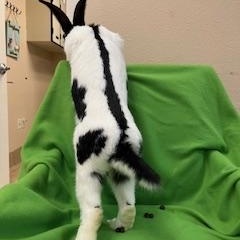 Calloway, a Adopted Checkered Giant in Haltom City, TX image 3/5