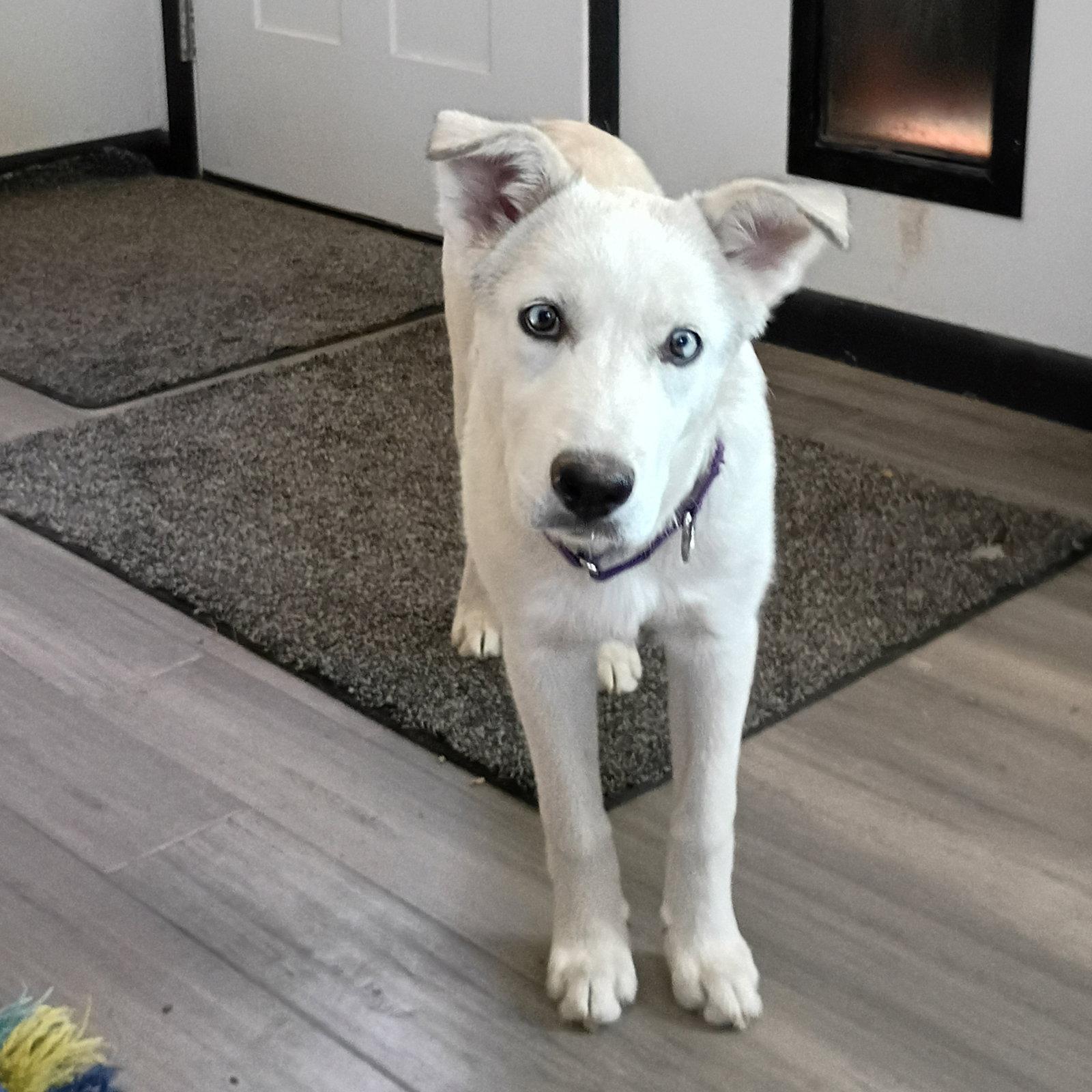 Taiga, Adoptable, Puppy Female Siberian Husky.