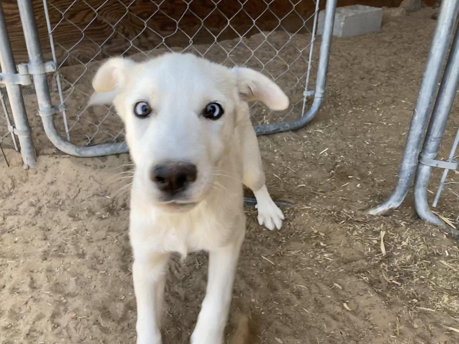 Enlarge Taiga, a Adoptable Siberian Husky in Cedar Crest, NM image 2/2