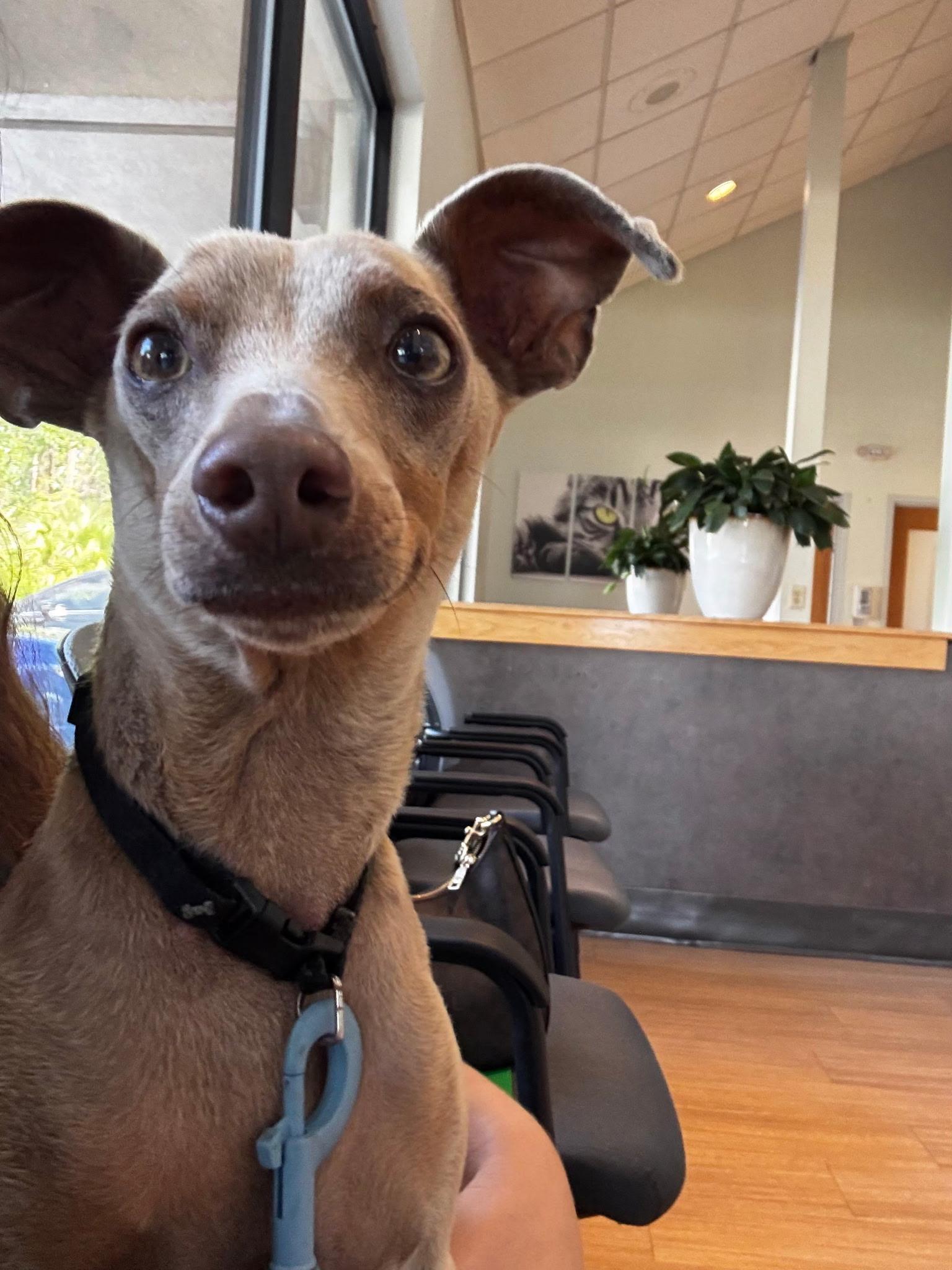 Enlarge Blue, a Adoptable Miniature Pinscher in Whitestone, NY image 2/5
