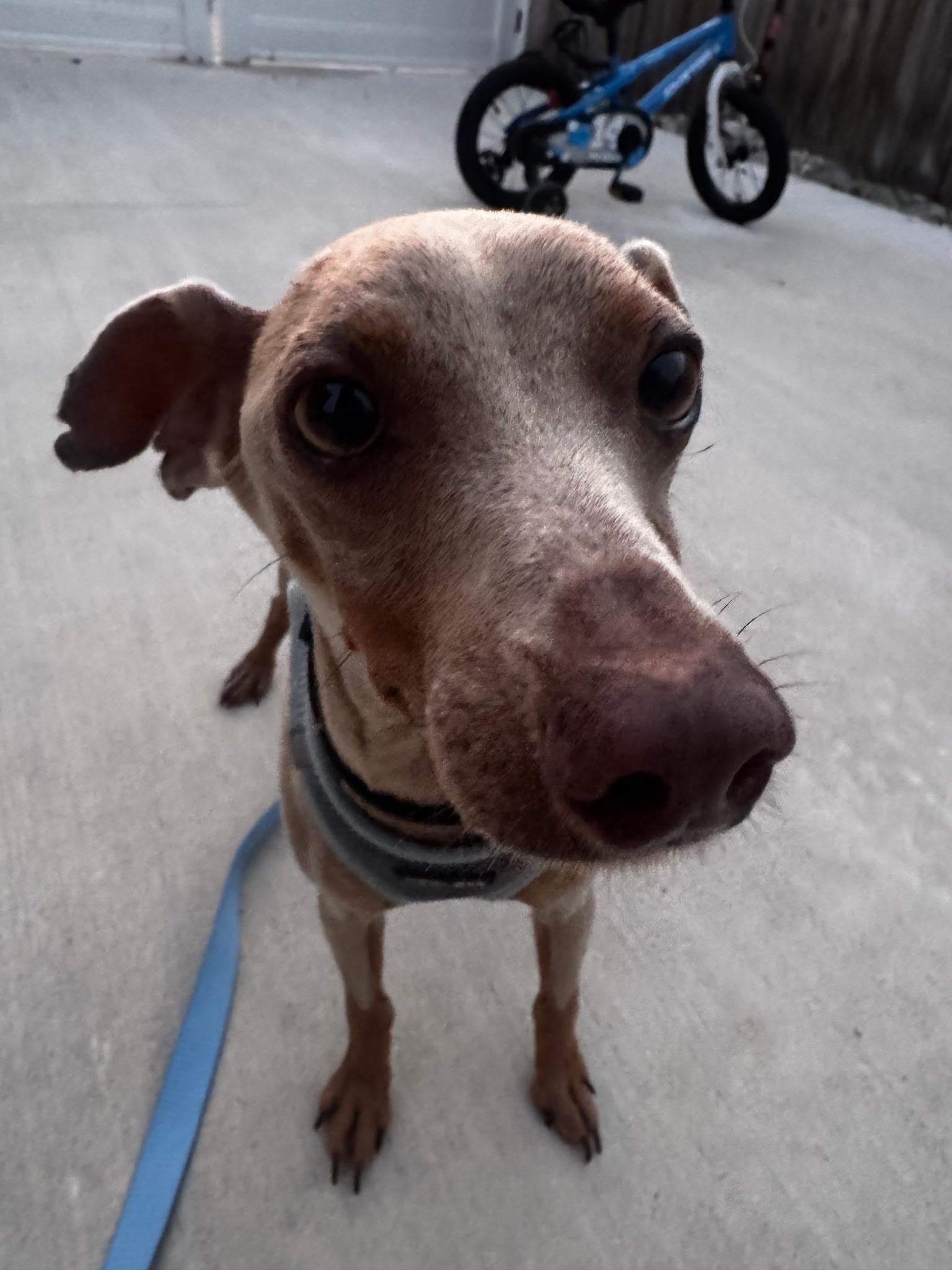 Enlarge Blue, a Adoptable Miniature Pinscher in Whitestone, NY image 5/5