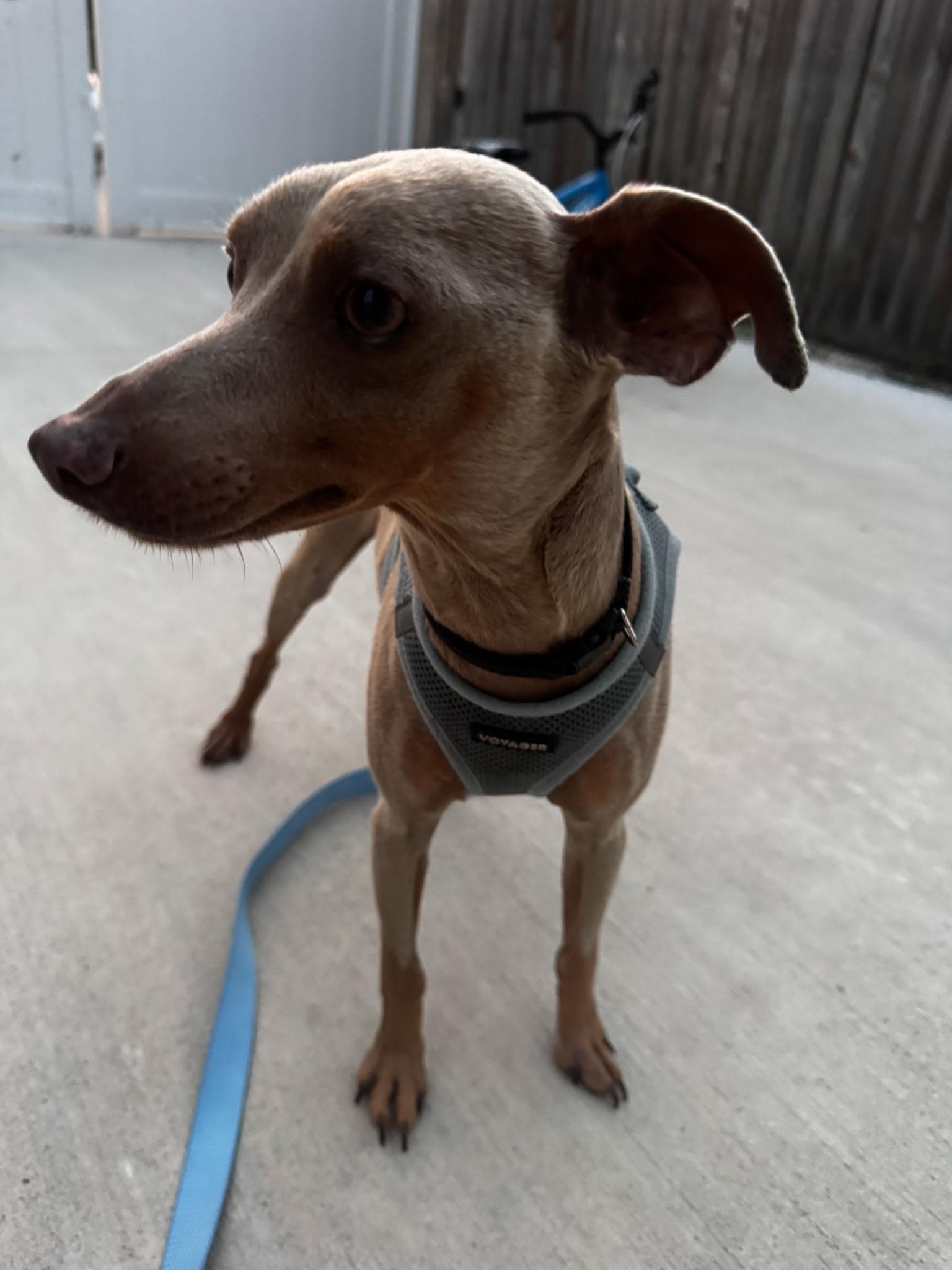 Enlarge Blue, a Adoptable Miniature Pinscher in Whitestone, NY image 4/5