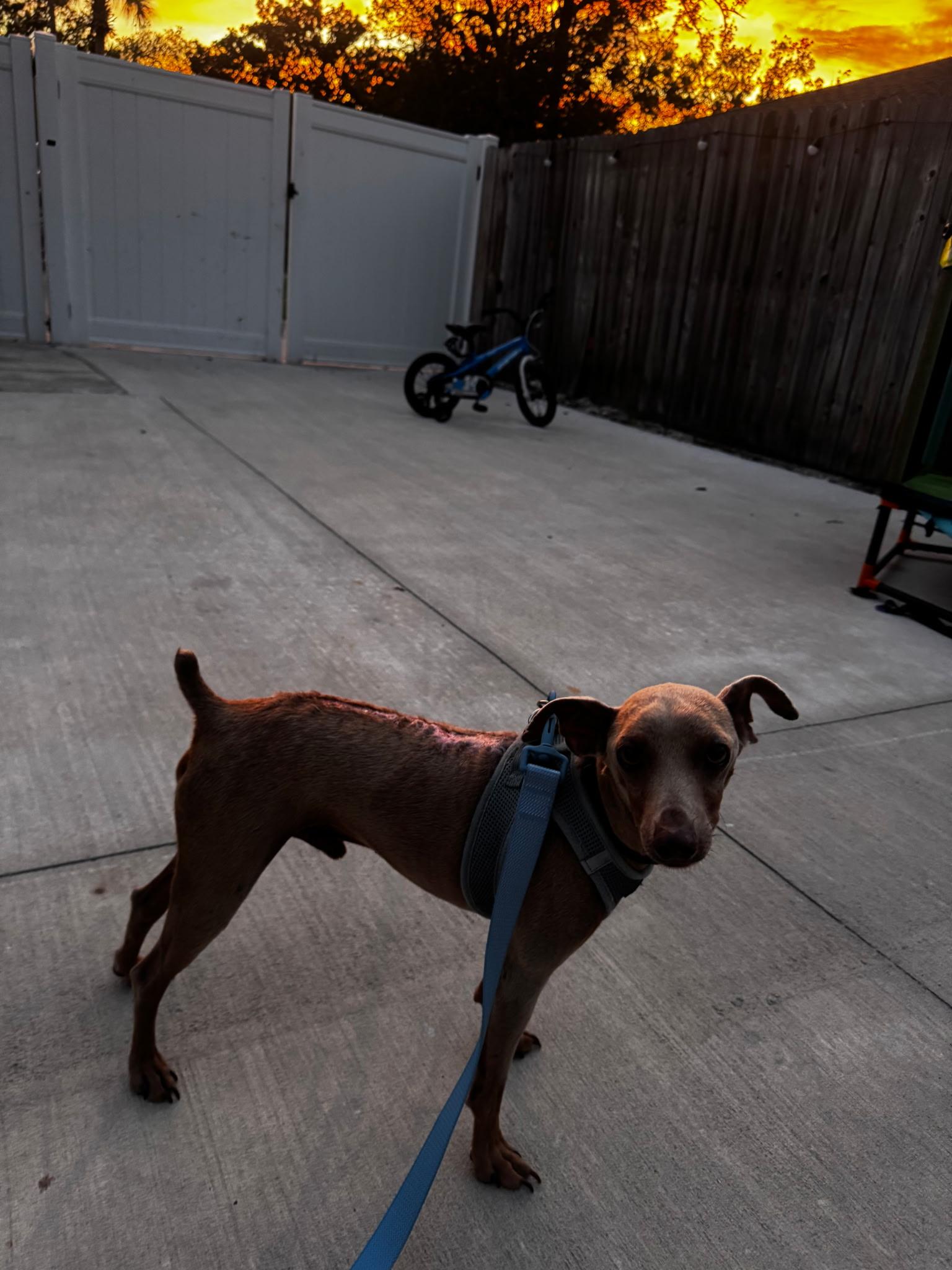 Blue, Adoptable, Adult Male Miniature Pinscher.