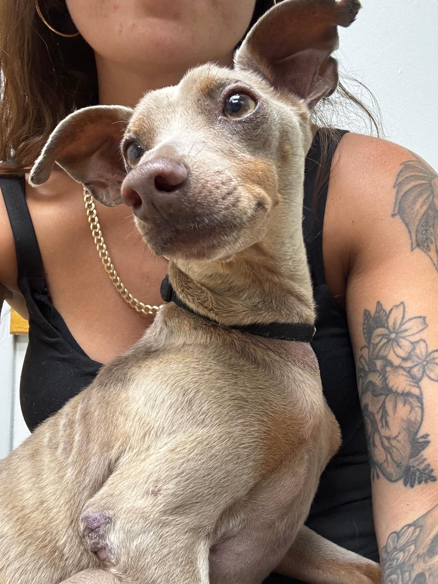Enlarge Blue, a Adoptable Miniature Pinscher in Whitestone, NY image 3/5