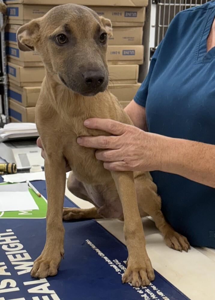 Piney, Adoptable, Puppy Male Miniature Pinscher & Mixed Breed.