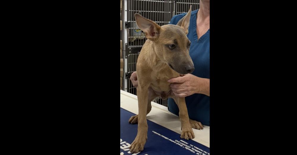 Enlarge Piney, a Adoptable mixed breed in Dawson, GA image 2/4