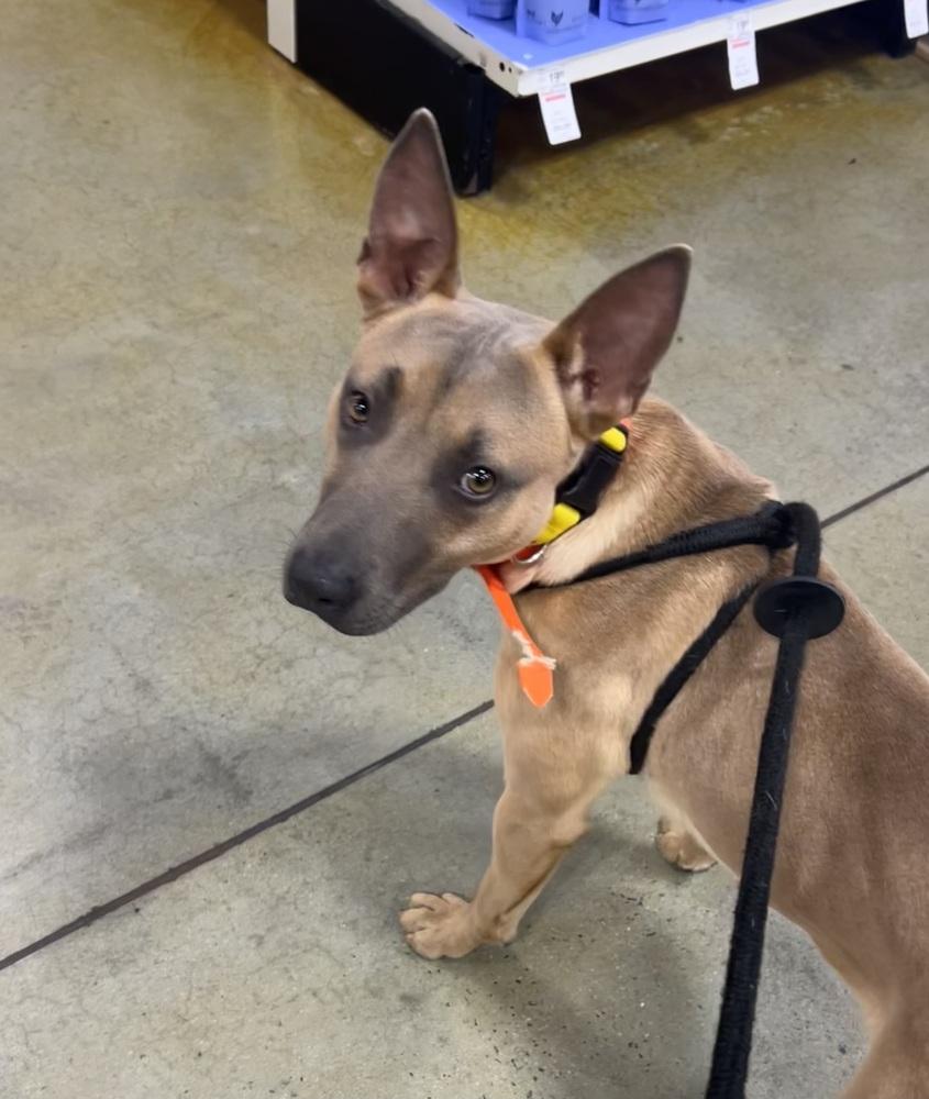 Enlarge Piney, a Adoptable mixed breed in Dawson, GA image 4/5