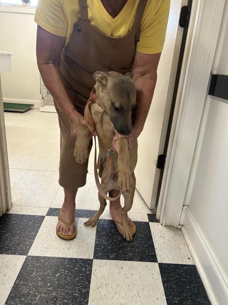 Enlarge Piney, a Adoptable mixed breed in Dawson, GA image 4/4