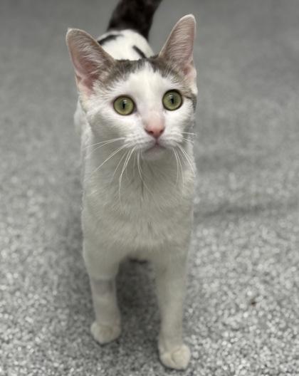 Enlarge Avalanche, a ADOPTABLE mixed breed in Tinley Park, IL image 3/6
