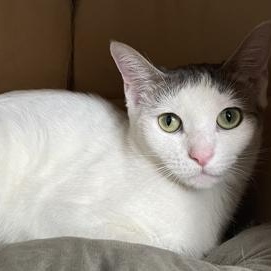 Enlarge Avalanche, a ADOPTABLE mixed breed in Tinley Park, IL image 5/6