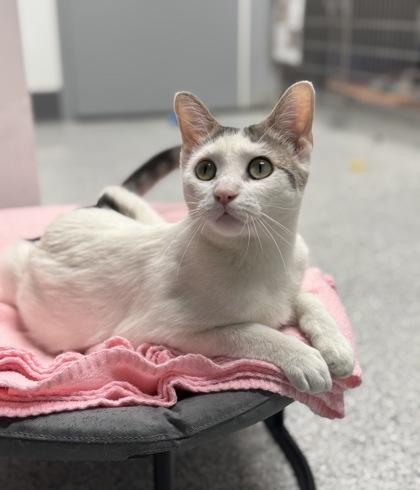 Enlarge Avalanche, a ADOPTABLE mixed breed in Tinley Park, IL image 2/6
