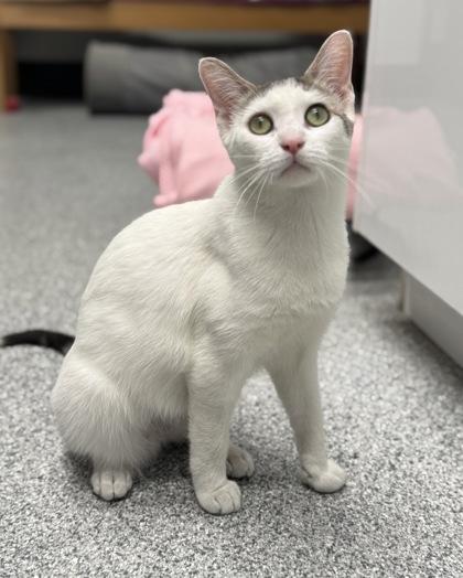 Enlarge Avalanche, a ADOPTABLE mixed breed in Tinley Park, IL image 4/6