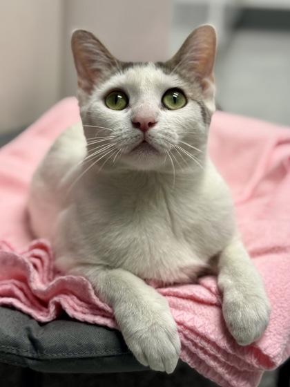 Avalanche, ADOPTABLE, Young Female Domestic Short Hair.
