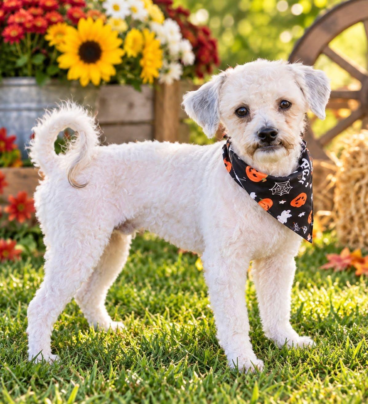 Kash, Adopted, Young Male Poodle.