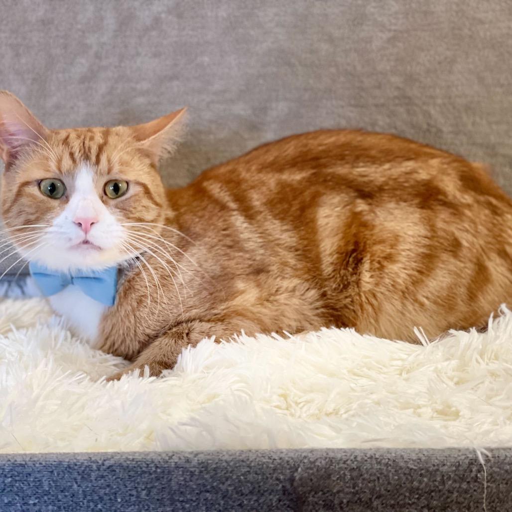 Barney, a Adoptable Domestic Short Hair in Howard beach, NY image 1/6