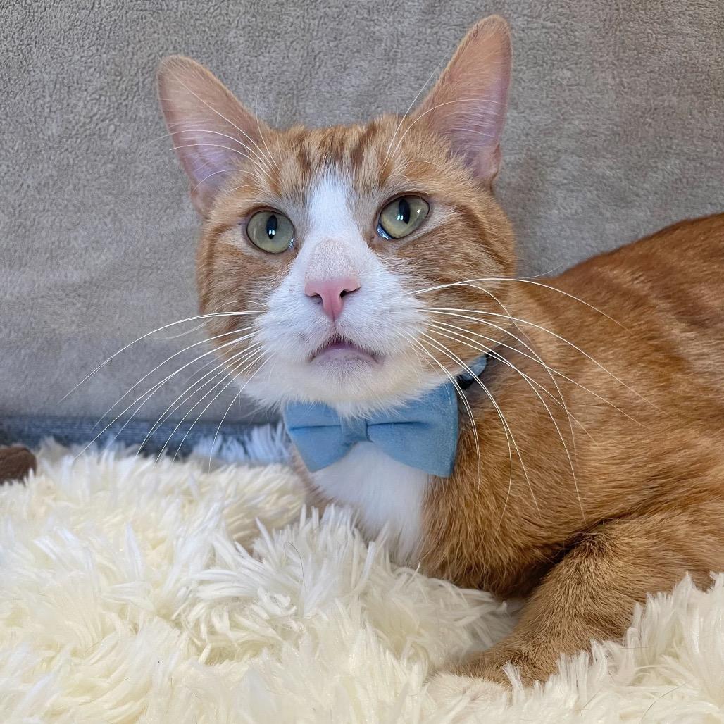 Barney, a Adoptable Domestic Short Hair in Howard beach, NY image 2/6