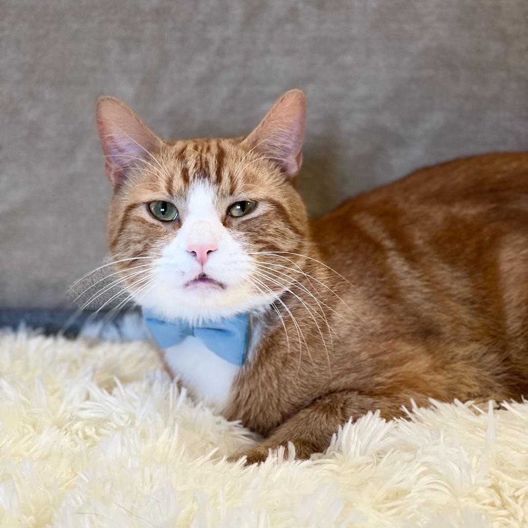 Barney, a Adoptable Domestic Short Hair in Howard beach, NY image 3/6