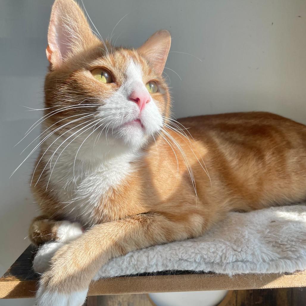 Barney, a Adoptable Domestic Short Hair in Howard beach, NY image 4/6