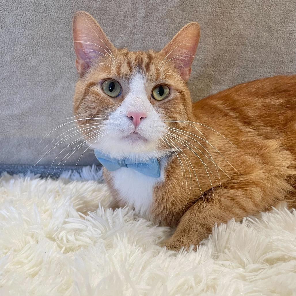 Barney, a Adoptable Domestic Short Hair in Howard beach, NY image 5/6