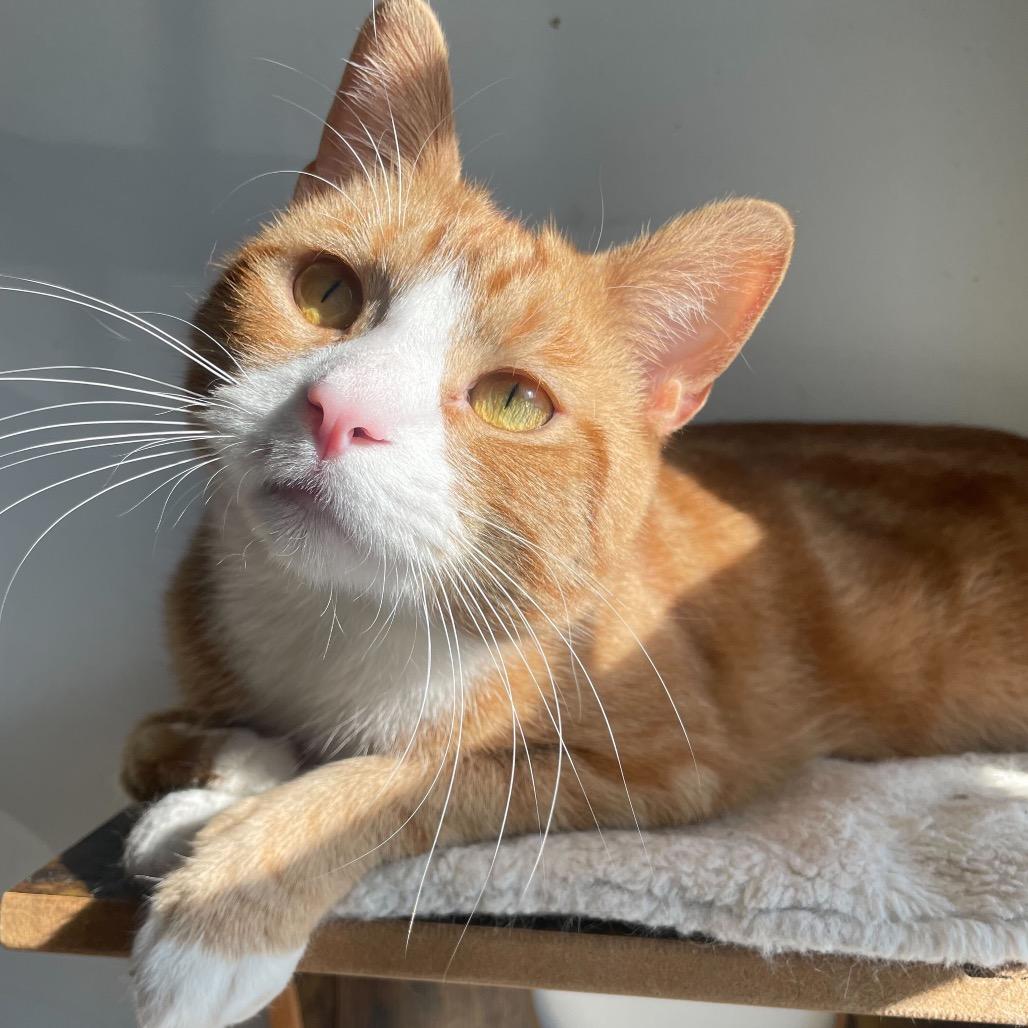 Barney, a Adoptable Domestic Short Hair in Howard beach, NY image 6/6