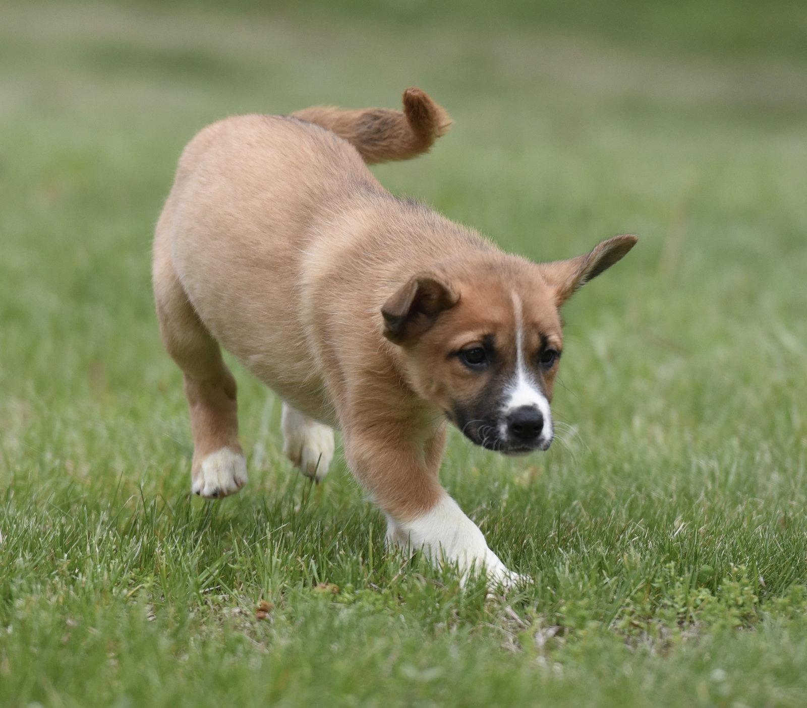 Amber, Adoptable, Puppy Female Australian Shepherd & Shepherd.