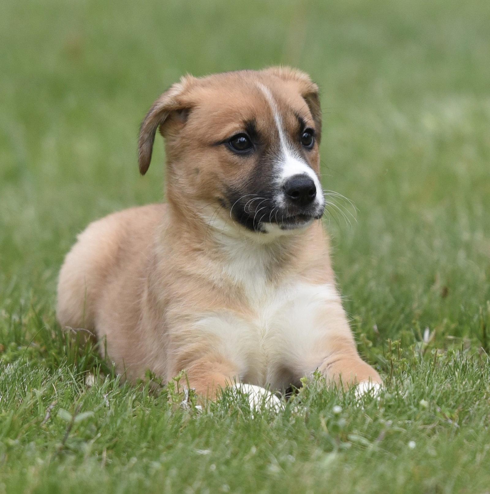 Amber, a Adoptable mixed breed in Mechanicsburg, PA image 2/3