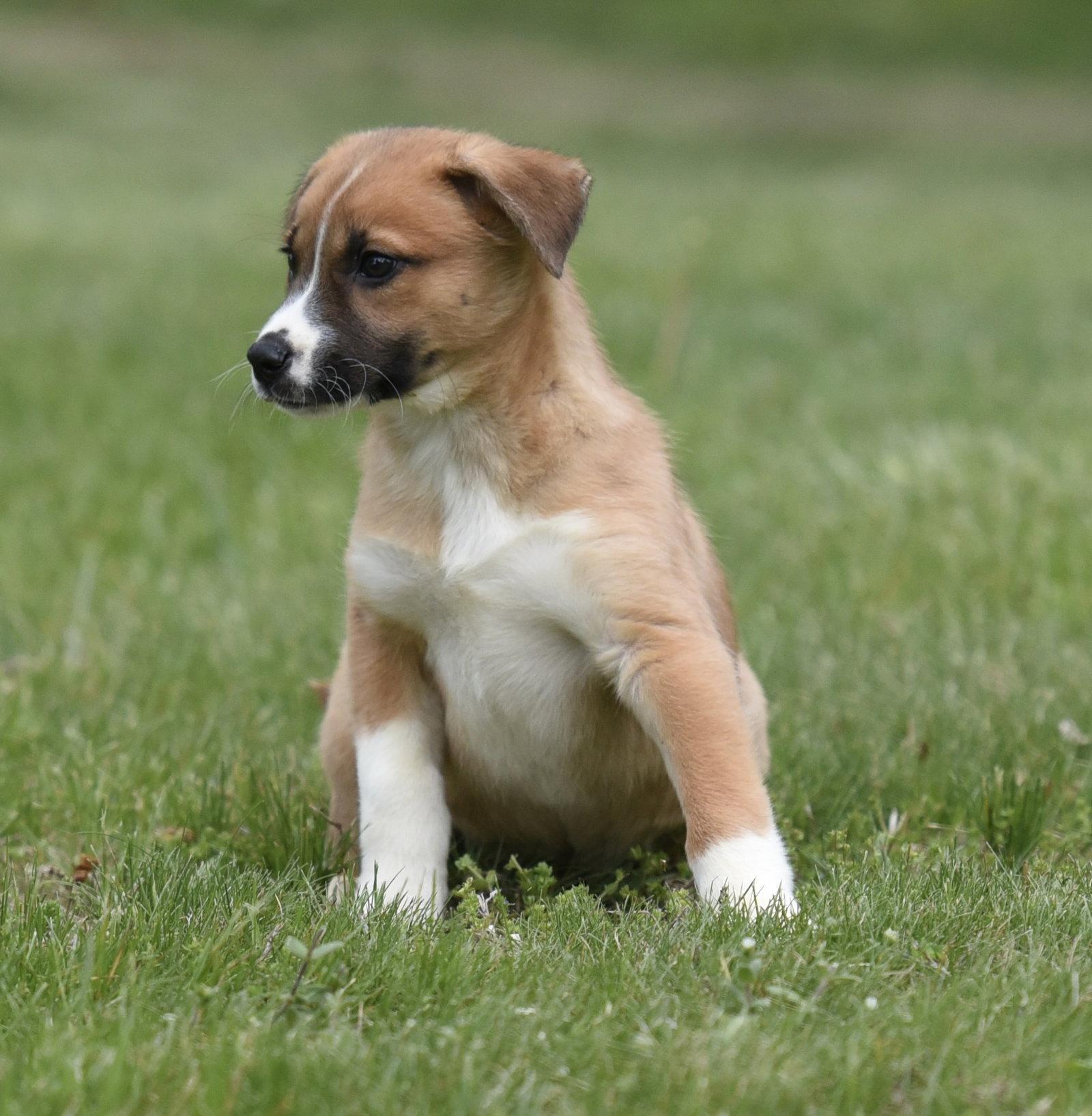Amber, a Adoptable mixed breed in Mechanicsburg, PA image 3/3