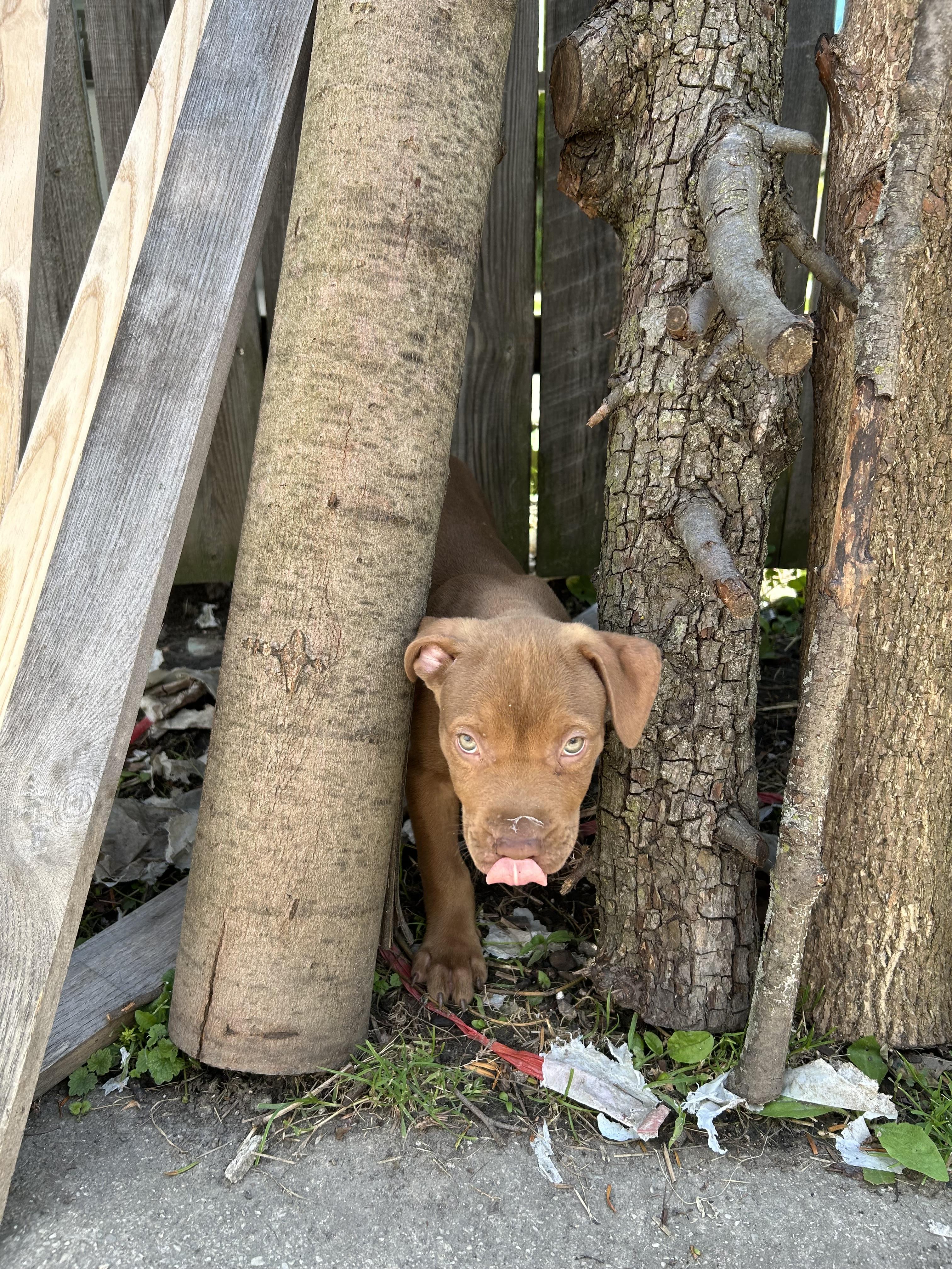 Enlarge Nathaneal, a Adoptable Pit Bull Terrier in St. Clair Shores, MI image 1/5