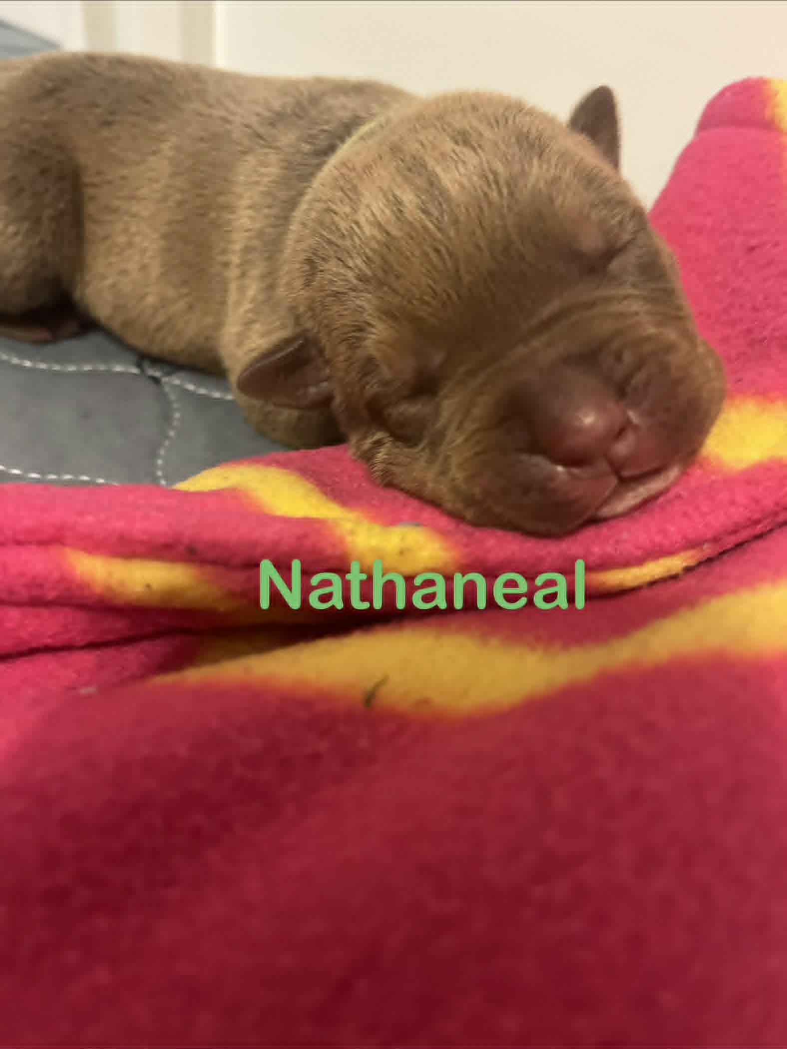 Enlarge Nathaneal, a Adoptable Pit Bull Terrier in St. Clair Shores, MI image 2/5