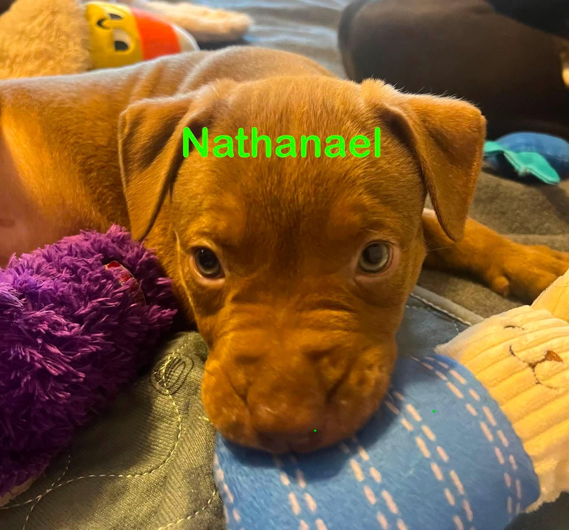 Enlarge Nathaneal, a Adoptable Pit Bull Terrier in St. Clair Shores, MI image 4/5