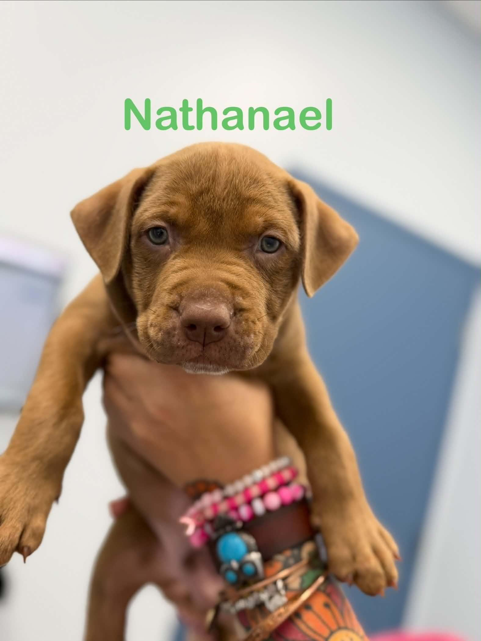 Enlarge Nathaneal, a Adoptable Pit Bull Terrier in St. Clair Shores, MI image 5/5