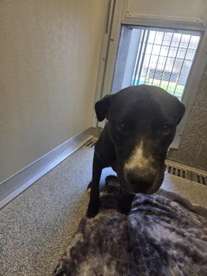 Blair, Adoptable, Adult Female Pit Bull Terrier.