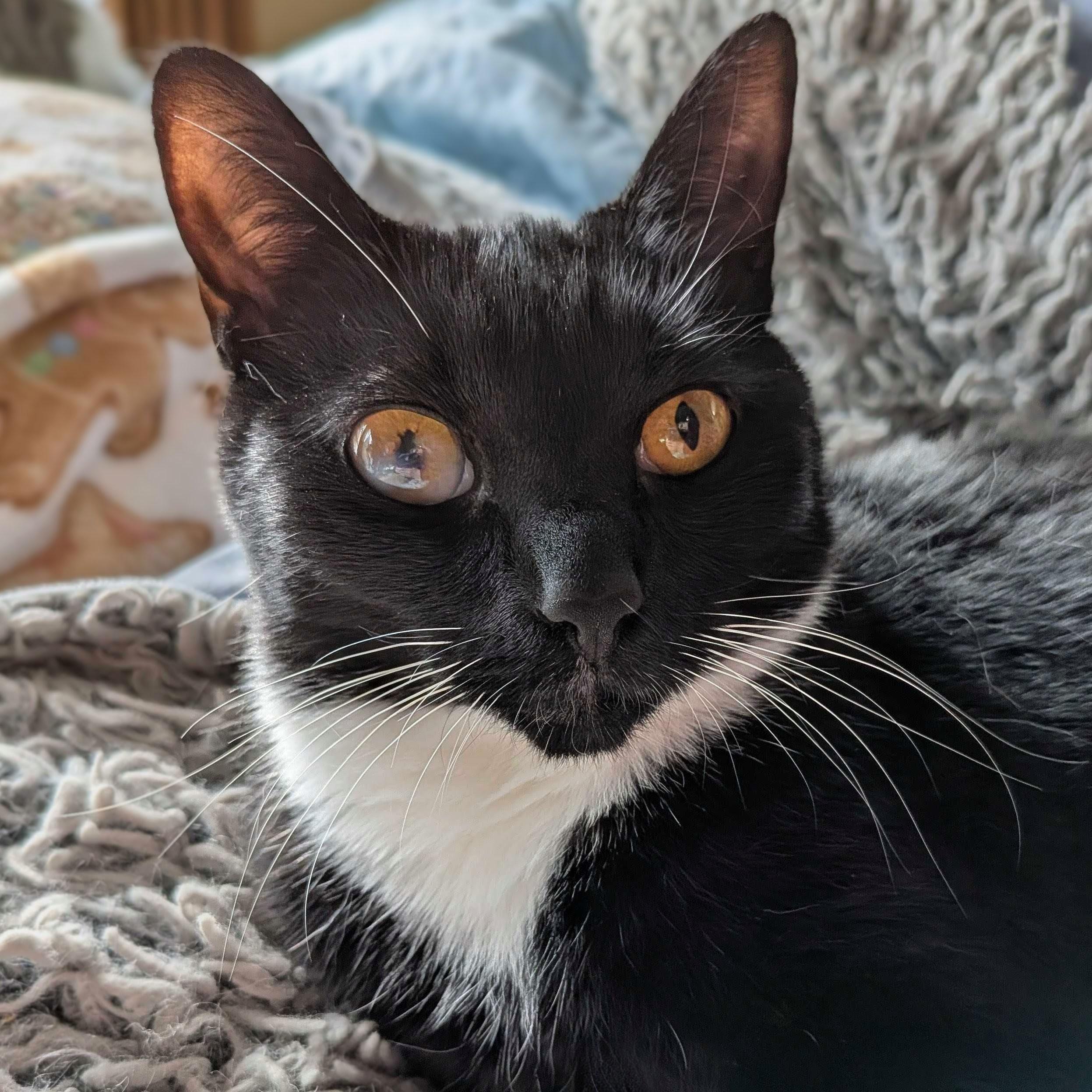 Gabby Thomas, a Adoptable Domestic Short Hair in Wilsonville, OR image 2/6