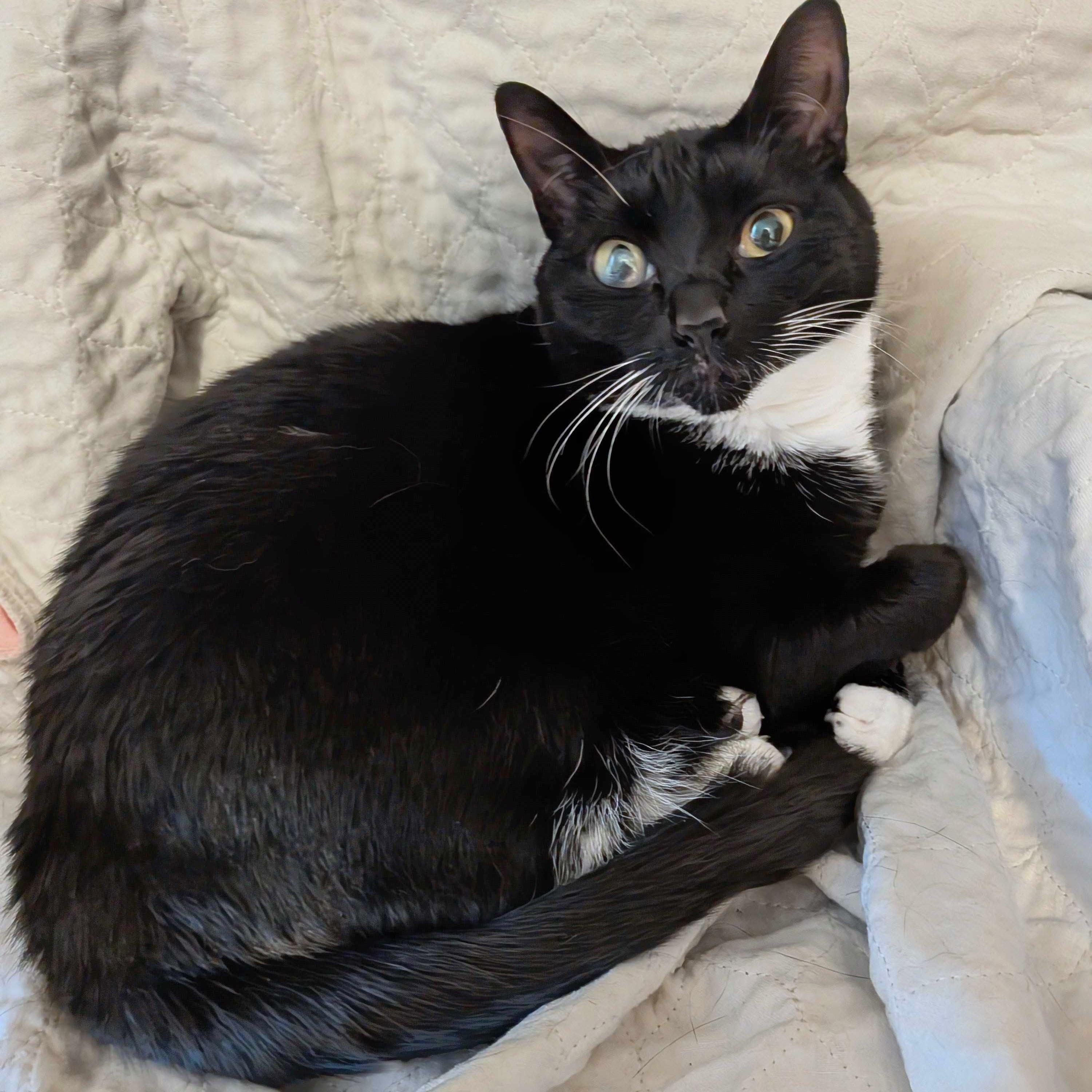Gabby Thomas, a Adoptable Domestic Short Hair in Wilsonville, OR image 5/6
