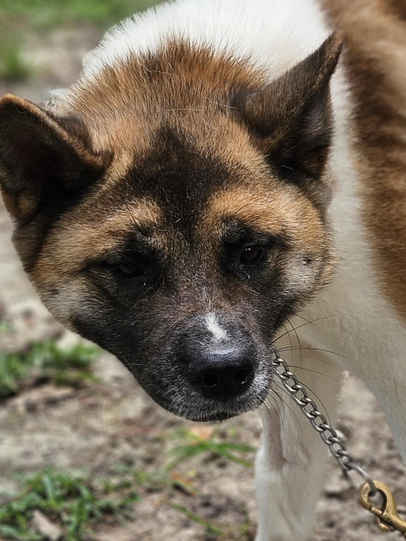 Yuki