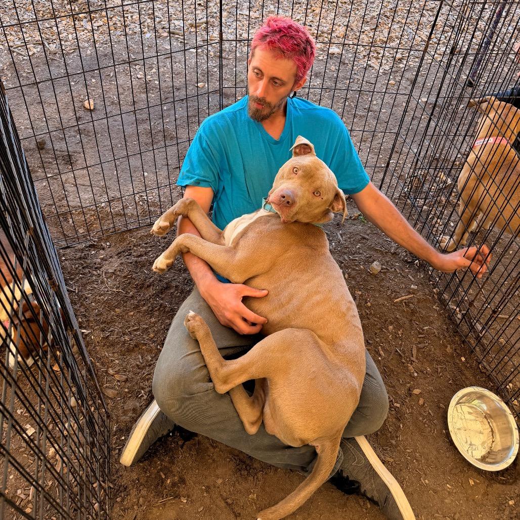Enlarge Brad Pit, a Adoptable Pit Bull Terrier in Pawling, NY image 1/6
