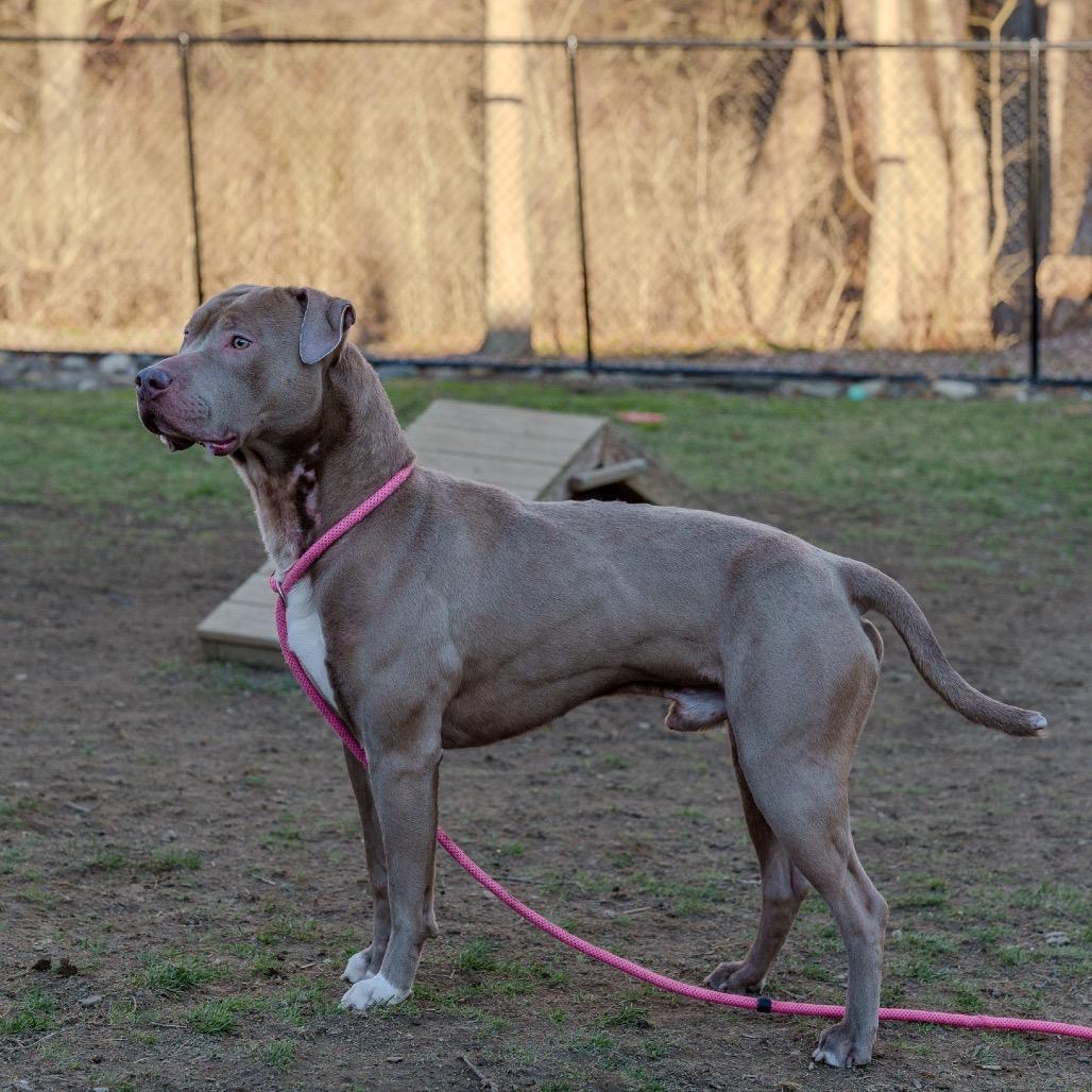 Enlarge Brad Pit, a Adoptable Pit Bull Terrier in Pawling, NY image 1/6