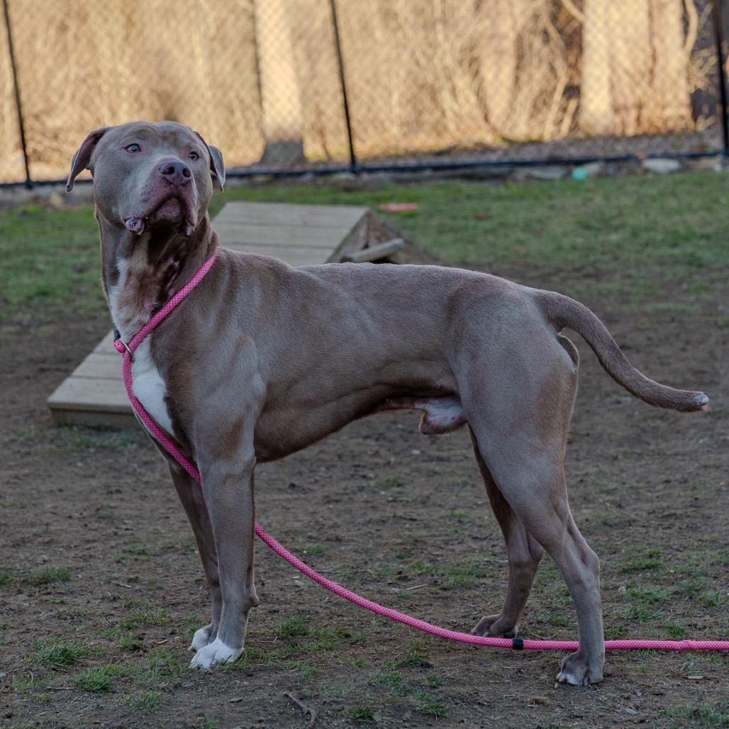 Enlarge Brad Pit, a Adoptable Pit Bull Terrier in Pawling, NY image 2/6