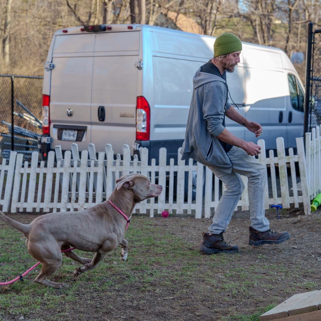 Enlarge Brad Pit, a Adoptable Pit Bull Terrier in Pawling, NY image 3/6