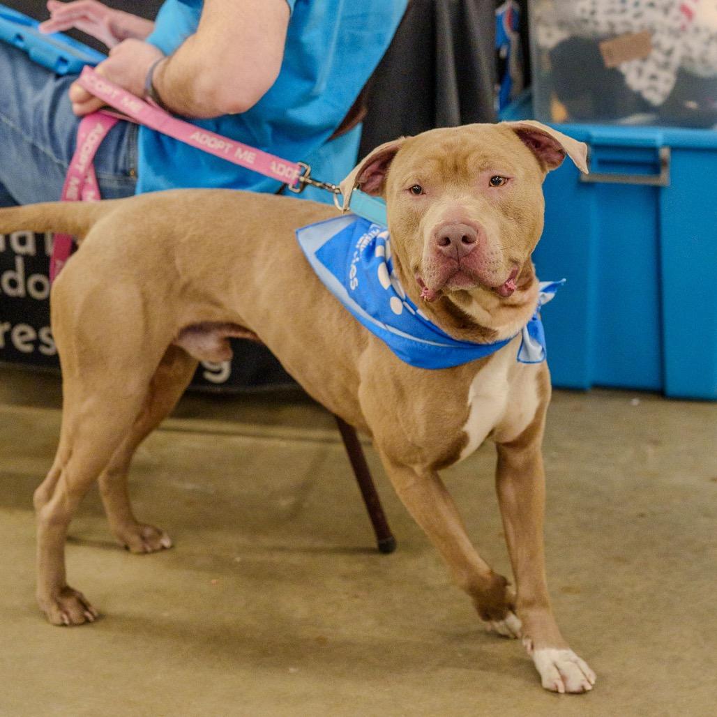 Enlarge Brad Pit, a Adoptable Pit Bull Terrier in Pawling, NY image 4/6