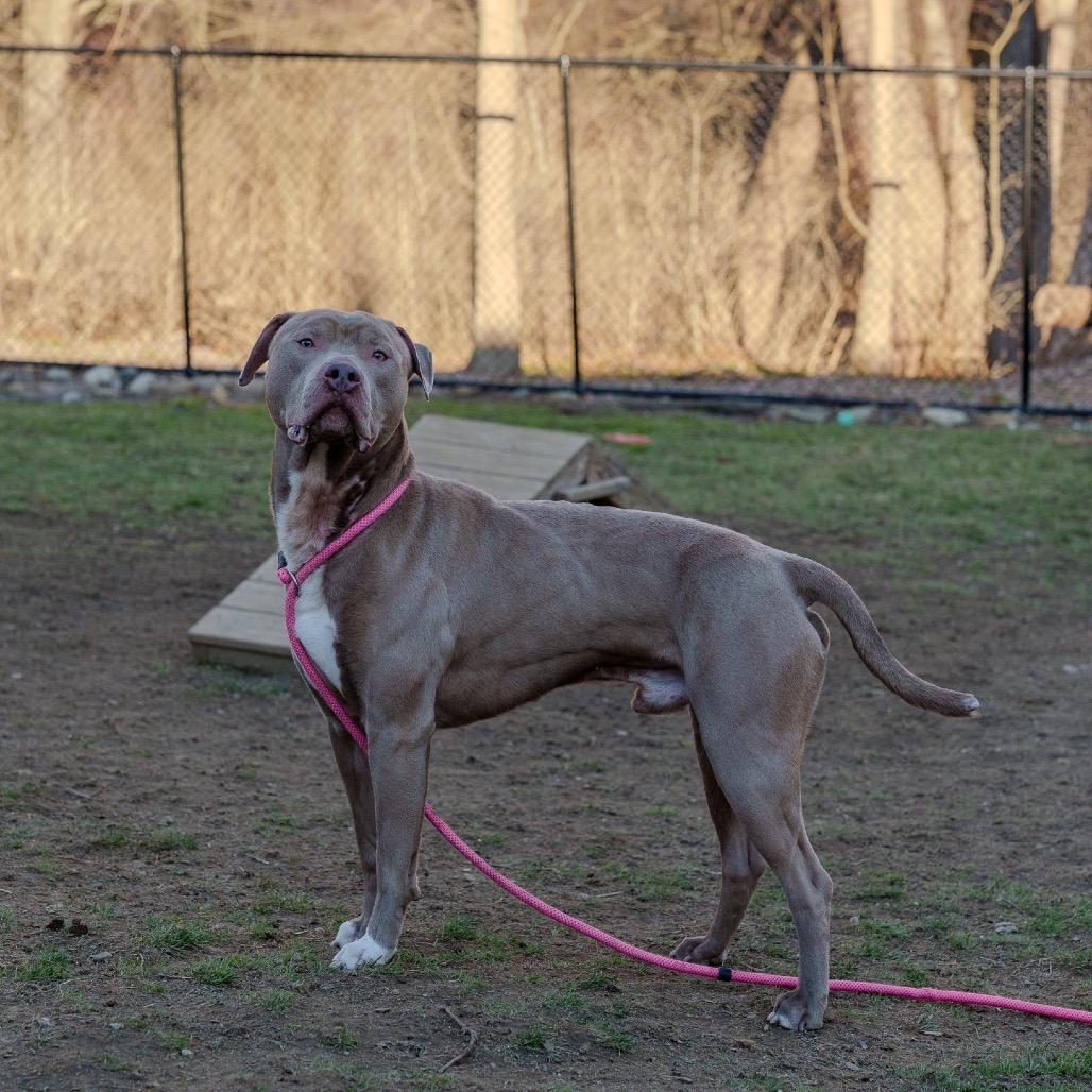Enlarge Brad Pit, a Adoptable Pit Bull Terrier in Pawling, NY image 5/6